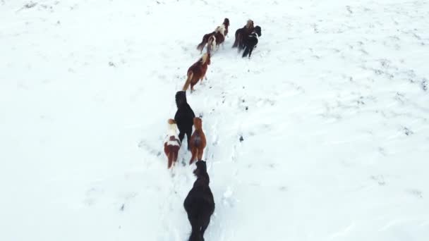 Horses Running Winter Field Rural Animals Snow Covered Meadow Pure — Video