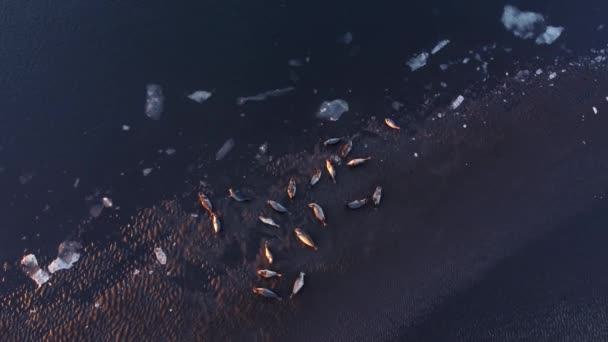 Pälssälar Ligger Stranden Vid Svarta Sandstranden Island Havskust Med Flytande — Stockvideo