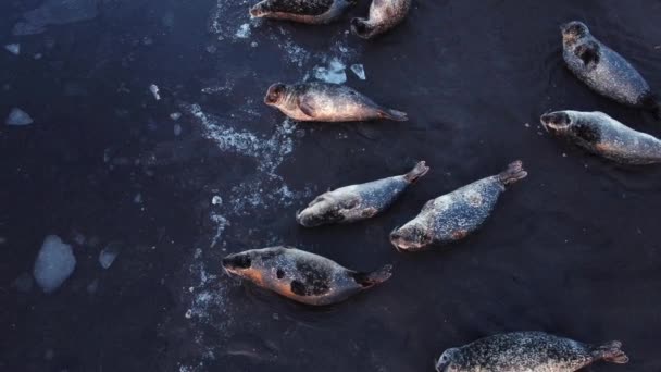 Fur Seals Lie Shore Black Sand Beach Iceland Ocean Coast — Stockvideo