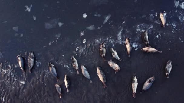 Fur Seals Lie Shore Black Sand Beach Iceland Ocean Coast — 비디오