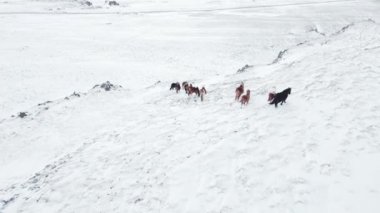 Horses Running in Winter Field. Rural Animals in in Snow Covered Meadow. Pure Nature in Iceland. Frozen North Landscape Aerial View 4k. Icelandic Horse is a Breed of Horse Developed in Iceland.