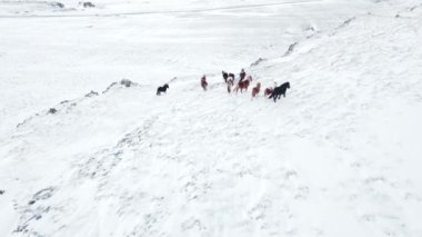 Horses Running in Winter Field. Rural Animals in in Snow Covered Meadow. Pure Nature in Iceland. Frozen North Landscape Aerial View 4k. Icelandic Horse is a Breed of Horse Developed in Iceland.