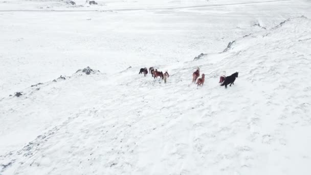 Коні Бігають Зимовому Полі Сільські Тварини Засніженому Лузі Чиста Природа — стокове відео