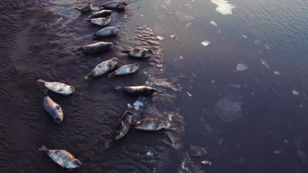 Fur Seals Lie Shore Black Sand Beach Iceland Ocean Coast — Stok video