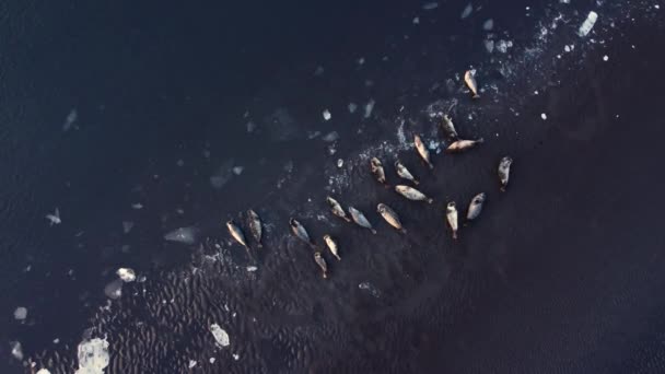 毛皮海豹躺在冰岛黑沙海滩的海岸上 落日时分 海洋海岸浮冰飘浮 冰岛野生动物自然基金会 自然环境中的动物 航观4K — 图库视频影像