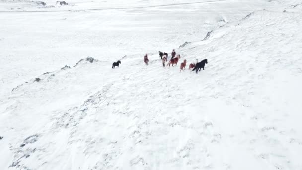 Horses Running Winter Field Rural Animals Snow Covered Meadow Pure — Stock videók
