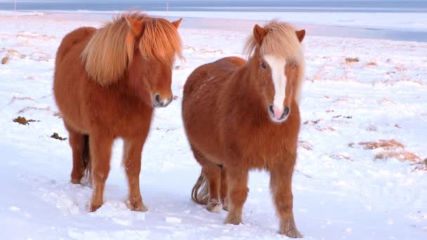 Horses Winter Rural Animals Snow Covered Meadow Pure Nature Iceland — Stockvideo