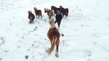 Horses Running in Winter Field. Rural Animals in Snow Covered Meadow. Pure Nature in Iceland. Frozen North Landscape. Icelandic Horse is a Breed of Horse Developed in Iceland. Aerial View 4k.