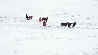 Horses Running in Winter Field. Rural Animals in Snow Covered Meadow. Pure Nature in Iceland. Frozen North Landscape. Icelandic Horse is a Breed of Horse Developed in Iceland. Aerial View 4k.