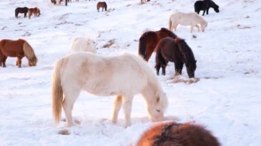 Horses In Winter. Rural Animals in Snow Covered Meadow. Pure Nature in Iceland. Frozen North Landscape. Icelandic Horse is a Breed of Horse Developed in Iceland. Shot in 8k Resolution.