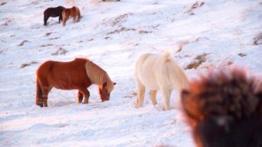 Horses In Winter. Rural Animals in Snow Covered Meadow. Pure Nature in Iceland. Frozen North Landscape. Icelandic Horse is a Breed of Horse Developed in Iceland. Shot in 8k Resolution.
