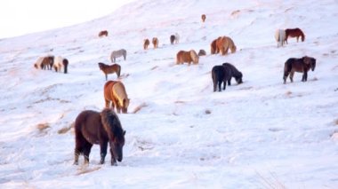 Horses In Winter. Rural Animals in Snow Covered Meadow. Pure Nature in Iceland. Frozen North Landscape. Icelandic Horse is a Breed of Horse Developed in Iceland. Shot in 8k Resolution.
