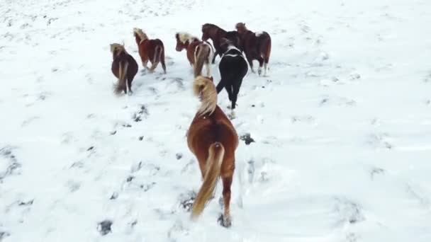 Horses Running Winter Field Rural Animals Snow Covered Meadow Pure — Vídeos de Stock