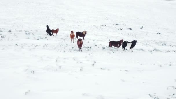 Horses Running Winter Field Rural Animals Snow Covered Meadow Pure — Vídeo de Stock
