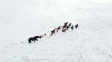 Horses Running in Winter Field. Rural Animals in Snow Covered Meadow. Pure Nature in Iceland. Frozen North Landscape. Icelandic Horse is a Breed of Horse Developed in Iceland. Aerial View 4k.