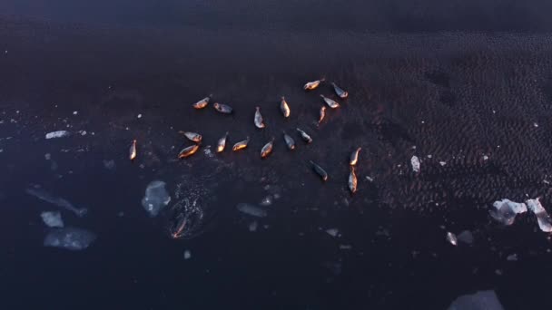 毛皮のアザラシはアイスランドの黒砂ビーチの海岸に横たわっています 日没時に浮氷が浮かぶ海岸 アイスランド野生動物 アシカ 自然環境中の動物 空中写真4K — ストック動画