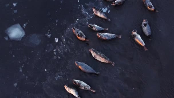 Fur Seals Lie Shore Black Sand Beach Iceland Ocean Coast — Video