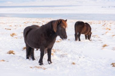Horses In Winter. Rural Animals in Snow Covered Meadow. Pure Nature in Iceland. Frozen North Landscape. Icelandic Horse is a Breed of Horse Developed in Iceland. Shot in 8k Resolution.