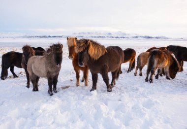 Horses In Winter. Rural Animals in Snow Covered Meadow. Pure Nature in Iceland. Frozen North Landscape. Icelandic Horse is a Breed of Horse Developed in Iceland. Shot in 8k Resolution.