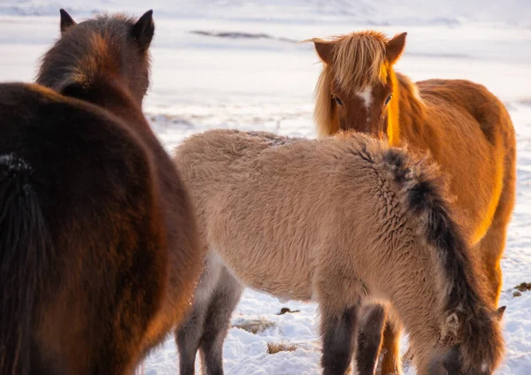 Horses In Winter. Rural Animals in Snow Covered Meadow. Pure Nature in Iceland. Frozen North Landscape. Icelandic Horse is a Breed of Horse Developed in Iceland. Shot in 8k Resolution.