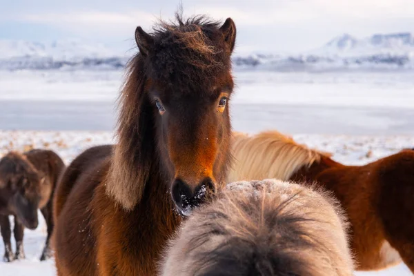 Horses In Winter. Rural Animals in Snow Covered Meadow. Pure Nature in Iceland. Frozen North Landscape. Icelandic Horse is a Breed of Horse Developed in Iceland. Shot in 8k Resolution.