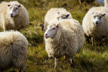 Ocean Coastline yakınlarındaki Dağ Çayırında İzlanda Koyun Otlağı, Saf ve Temiz Doğadaki Ev Hayvanları Grubu. Ekolojik olarak Temiz Kuzu eti ve Yün Üretimi. Manzara Bölgesi. Yüksek kalite fotoğraf