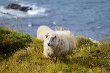 Ocean Coastline yakınlarındaki Dağ Çayırında İzlanda Koyun Otlağı, Saf ve Temiz Doğadaki Ev Hayvanları Grubu. Ekolojik olarak Temiz Kuzu eti ve Yün Üretimi. Manzara Bölgesi. Yüksek kalite fotoğraf