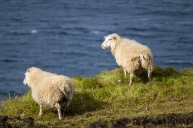 Ocean Coastline yakınlarındaki Dağ Çayırında İzlanda Koyun Otlağı, Saf ve Temiz Doğadaki Ev Hayvanları Grubu. Ekolojik olarak Temiz Kuzu eti ve Yün Üretimi. Manzara Bölgesi. Yüksek kalite fotoğraf