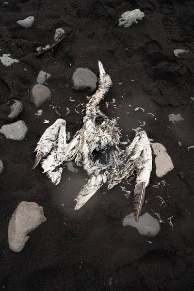 Bird Body, Frozen Animal Corpse on Black Volcanic Sand Beach. Beautiful Wildlife Brutality Frame. The concept of the Global Extinction of Animals. Iceland, Vatnajokull.
