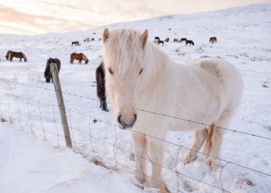 Horses In Winter. Rural Animals in Snow Covered Meadow. Pure Nature in Iceland. Frozen North Landscape. Icelandic Horse is a Breed of Horse Developed in Iceland. Shot in 8k Resolution.