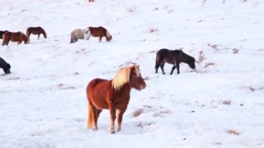 Horses In Winter. Rural Animals in Snow Covered Meadow. Pure Nature in Iceland. Frozen North Landscape. Icelandic Horse is a Breed of Horse Developed in Iceland. Shot in 8k Resolution.