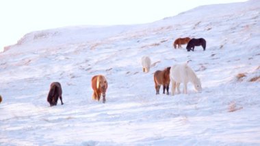 Horses In Winter. Rural Animals in Snow Covered Meadow. Pure Nature in Iceland. Frozen North Landscape. Icelandic Horse is a Breed of Horse Developed in Iceland. Shot in 8k Resolution.