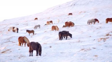 Horses In Winter. Rural Animals in Snow Covered Meadow. Pure Nature in Iceland. Frozen North Landscape. Icelandic Horse is a Breed of Horse Developed in Iceland. Shot in 8k Resolution.