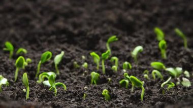 Plant Germination from Soil, Green Sprout Slowly Growing from Ground in Nature, Beautiful Farm and Garden Time Lapse. Growing Vegetables in a Greenhouse. Shot in 8k resolution. 