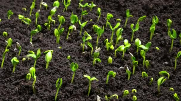Plant Germination Soil Green Sprout Slowly Growing Ground Nature Beautiful — Wideo stockowe