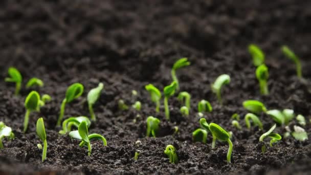 Plant Germination Soil Green Sprout Slowly Growing Ground Nature Beautiful — Wideo stockowe