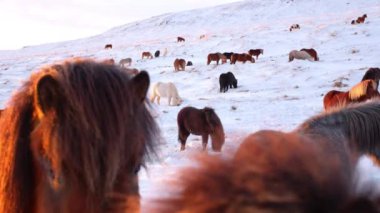 Horses In Winter. Rural Animals in Snow Covered Meadow. Pure Nature in Iceland. Frozen North Landscape. Icelandic Horse is a Breed of Horse Developed in Iceland. Shot in 8k Resolution.