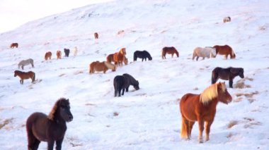 Horses In Winter. Rural Animals in Snow Covered Meadow. Pure Nature in Iceland. Frozen North Landscape. Icelandic Horse is a Breed of Horse Developed in Iceland. Shot in 8k Resolution.