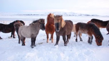 Horses In Winter. Rural Animals in Snow Covered Meadow. Pure Nature in Iceland. Frozen North Landscape. Icelandic Horse is a Breed of Horse Developed in Iceland. Shot in 8k Resolution.