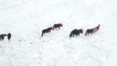 Horses Running in Winter Field. Rural Animals in Snow Covered Meadow. Pure Nature in Iceland. Frozen North Landscape Aerial View 4k. Icelandic Horse is a Breed of Horse Developed in Iceland.