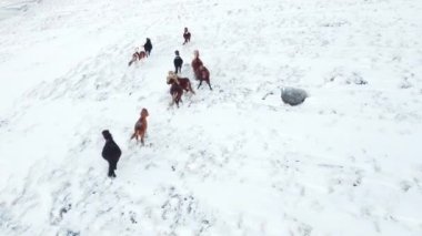 Horses Running in Winter Field. Rural Animals in Snow Covered Meadow. Pure Nature in Iceland. Frozen North Landscape Aerial View 4k. Icelandic Horse is a Breed of Horse Developed in Iceland.