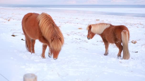 Horses Winter Rural Animals Snow Covered Meadow Pure Nature Iceland — Stockvideo
