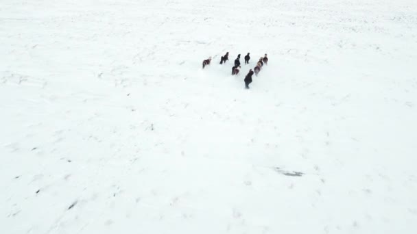 Horses Running Winter Field Rural Animals Snow Covered Meadow Pure — Stock videók
