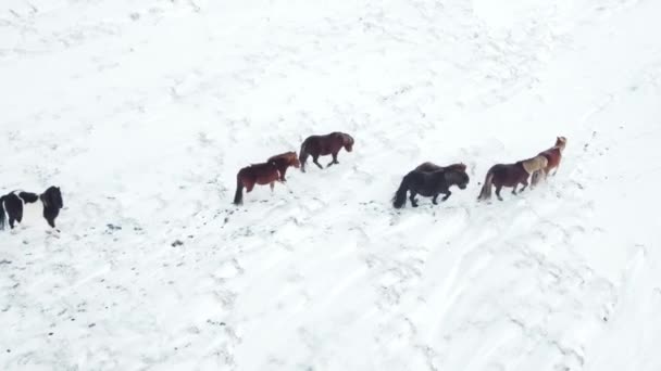 Horses Running Winter Field Rural Animals Snow Covered Meadow Pure — Stock Video