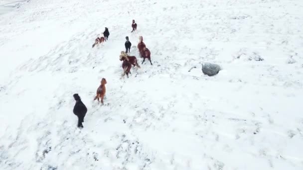 Horses Running Winter Field Rural Animals Snow Covered Meadow Pure — Vídeos de Stock