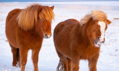 Horses In Winter. Rural Animals in Snow Covered Meadow. Pure Nature in Iceland. Frozen North Landscape. Icelandic Horse is a Breed of Horse Developed in Iceland. 