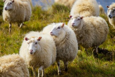 Ocean Coastline yakınlarındaki Dağ Çayırında İzlanda Koyun Otlağı, Saf ve Temiz Doğadaki Ev Hayvanları Grubu. Ekolojik olarak Temiz Kuzu eti ve Yün Üretimi. Manzara Bölgesi. Yüksek kalite fotoğraf