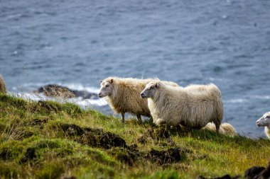 Ocean Coastline yakınlarındaki Dağ Çayırında İzlanda Koyun Otlağı, Saf ve Temiz Doğadaki Ev Hayvanları Grubu. Ekolojik olarak Temiz Kuzu eti ve Yün Üretimi. Manzara Bölgesi. Yüksek kalite fotoğraf