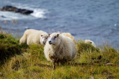 Ocean Coastline yakınlarındaki Dağ Çayırında İzlanda Koyun Otlağı, Saf ve Temiz Doğadaki Ev Hayvanları Grubu. Ekolojik olarak Temiz Kuzu eti ve Yün Üretimi. Manzara Bölgesi. Yüksek kalite fotoğraf