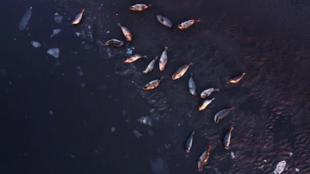 Хутряні Тюлені Лежать Березі Пляжу Чорний Пісок Ісландії Берег Океану — стокове відео